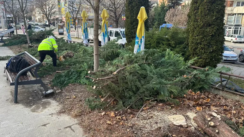 Mai mulți copaci din zona centrală a Devei au fost distruși peste noapte cu drujba de persoane neidentificate
