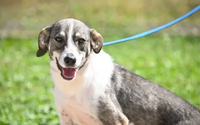 Comunicate | Aproape 200 de câini își așteaptă stăpânul la adăpostul din Dealul Gușteriței