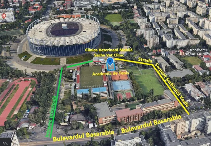 Continuare campanie sterilizare pisici rasa comună