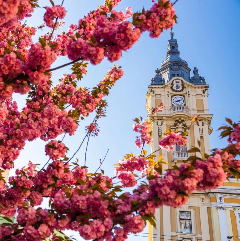 Primăria Cluj-Napoca va efectua, în perioada 6 -31 octombrie 2022, o acţiune de deratizare pe domeniul public al municipiului Cluj-Napoca