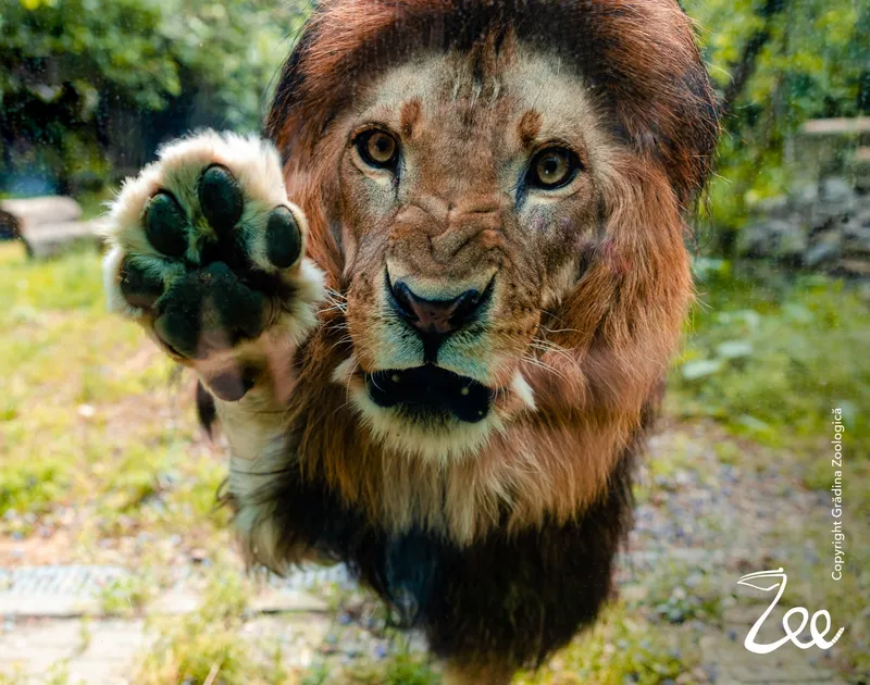 Activități distractive la Grădina Zoologică, duminică, 6 august