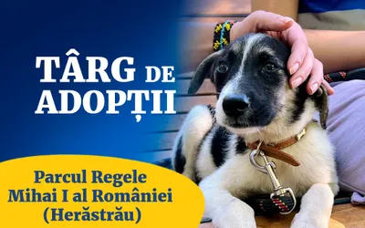 Târg adopții căței
