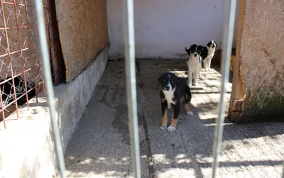 Aproape 400 de suflete, câini şi pisici, din adăposturile Primăriei Sector 2, îşi caută familii iubitoare