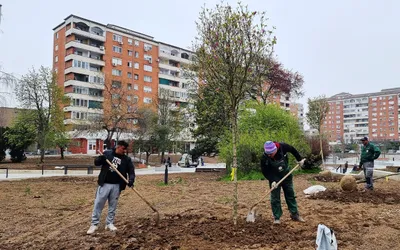 A început plantarea magnoliilor și a cireșilor japonezi în Piața  Magnoliei