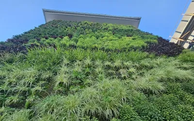 Pereții și fațadele verzi, o soluție de infrastructură urbană „green & smart city” inovatoare și eficientă
