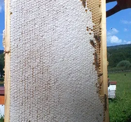Miere de albine 100% naturala  Pret: 25 RON
